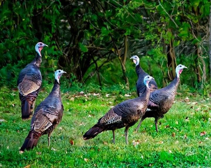 Wild Animals And Birds