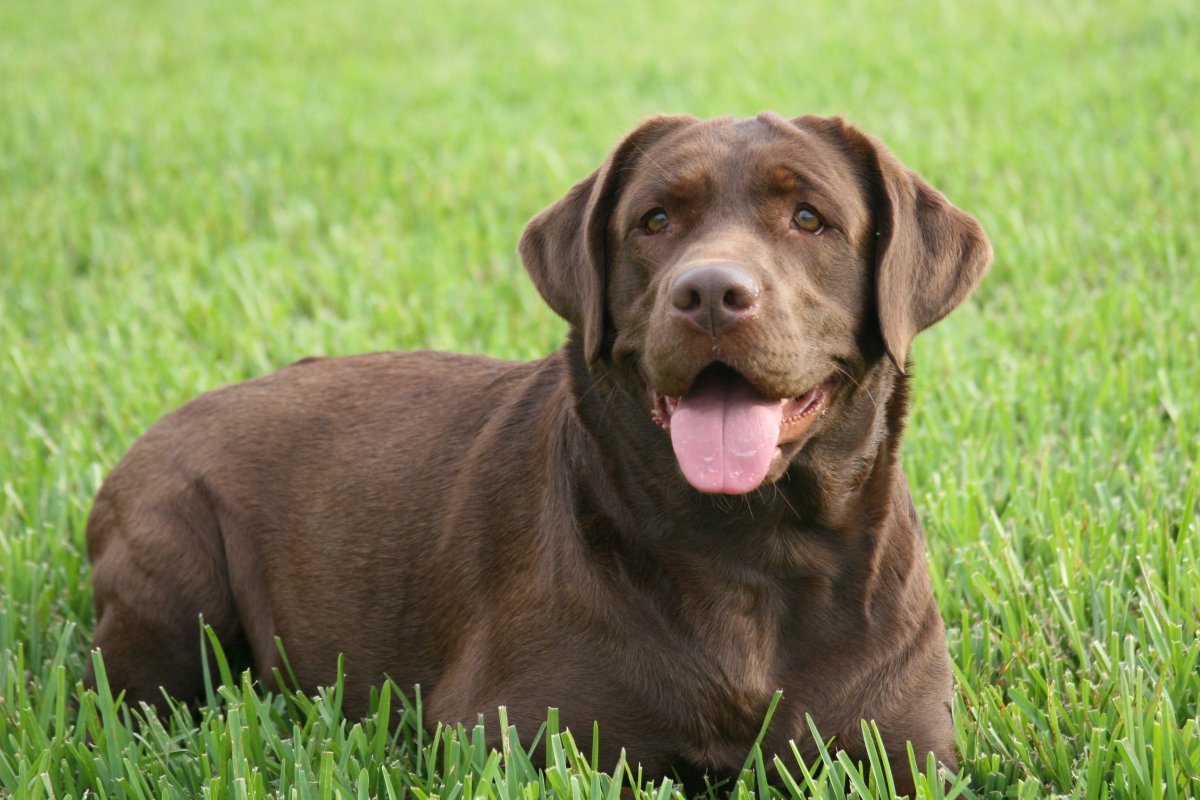 Labrador retriever