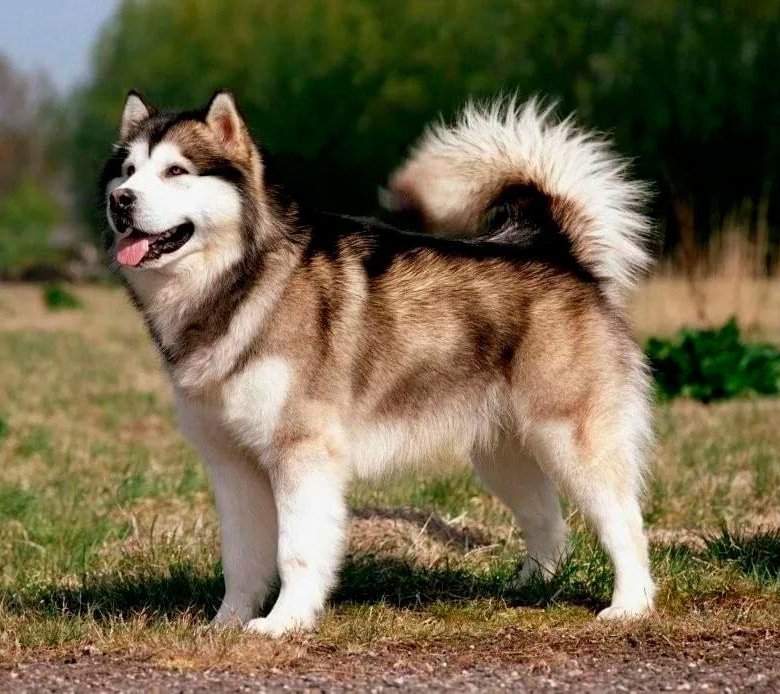 alaskan malamute-strong breeds