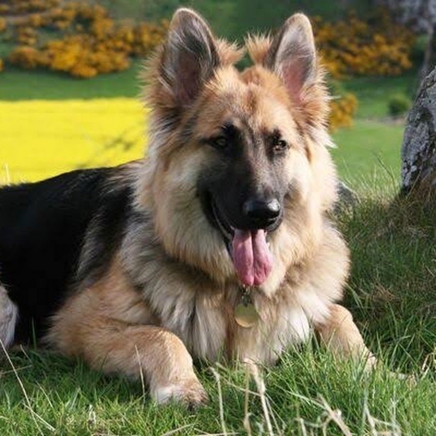 german shepherd