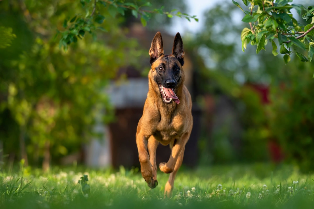 Belgian Malinois Dog