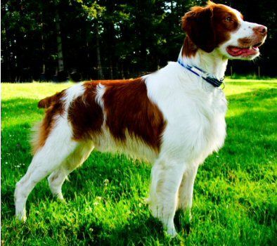 Brittany Spaniel