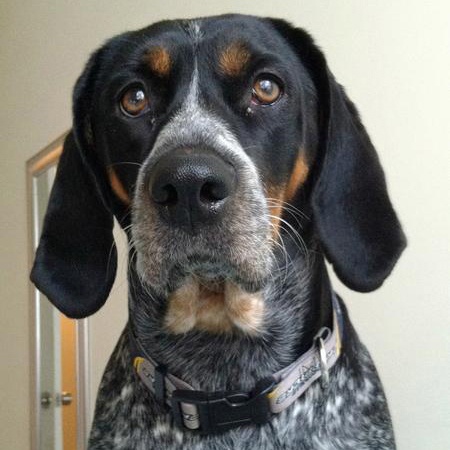 Bluetick Best Breeds Dog