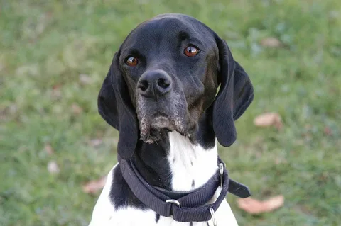 English Pointer