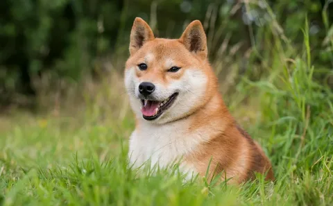 Shiba Inu BEST Dog