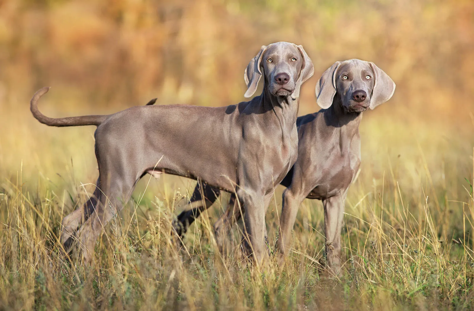 Weimaraner Best Breeds