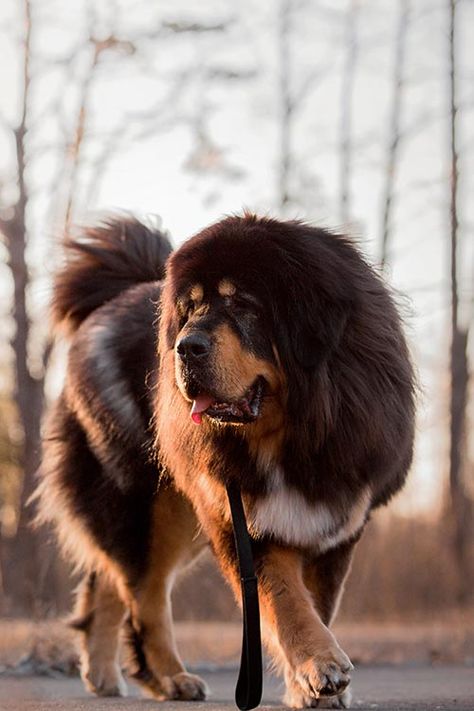 Tibetan Mastiff A Majestic Guardian